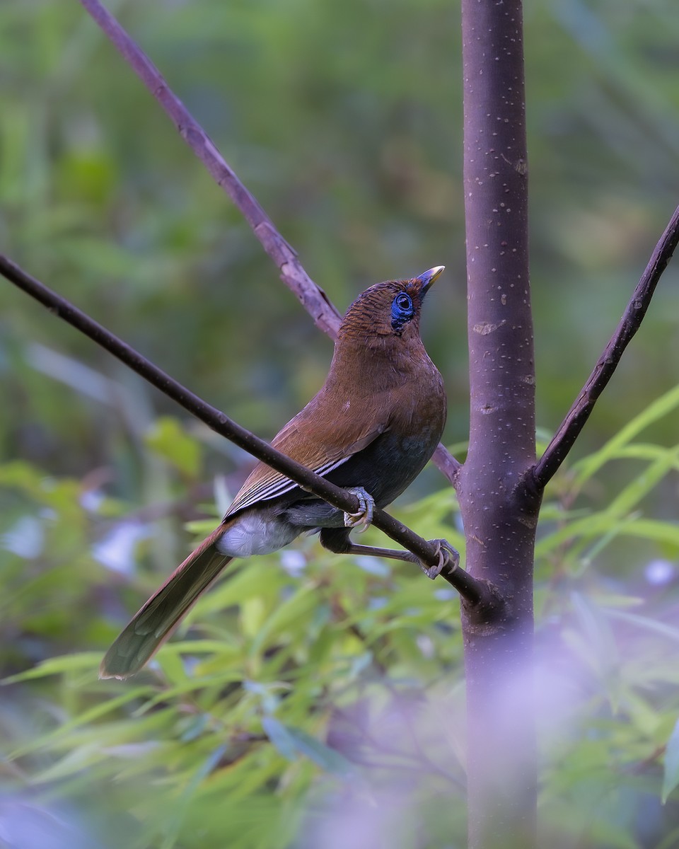 Rusty Laughingthrush - ML646174283