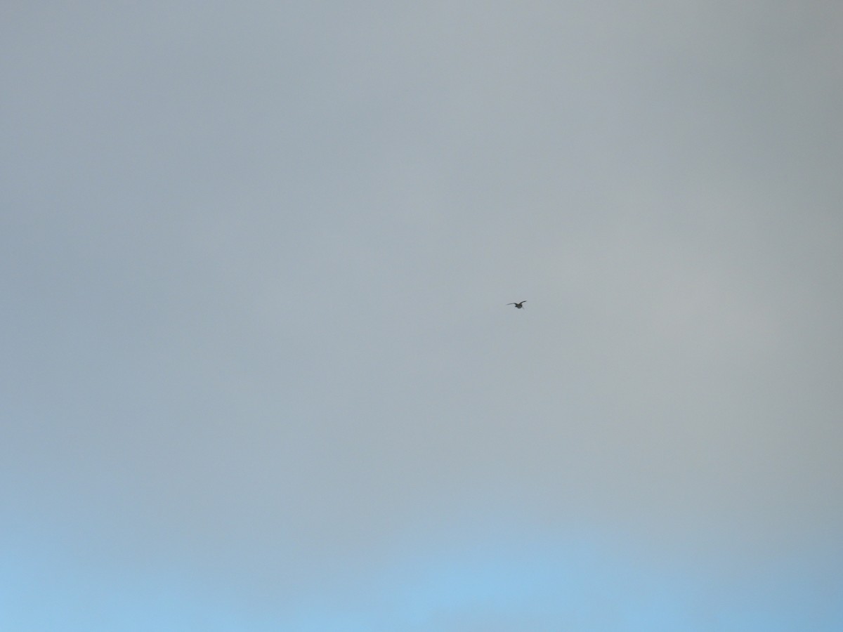 Agachadiza Chica - ML646174301