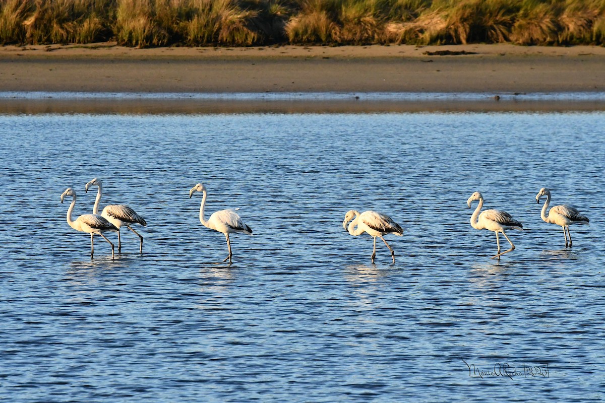 Greater Flamingo - ML646174304