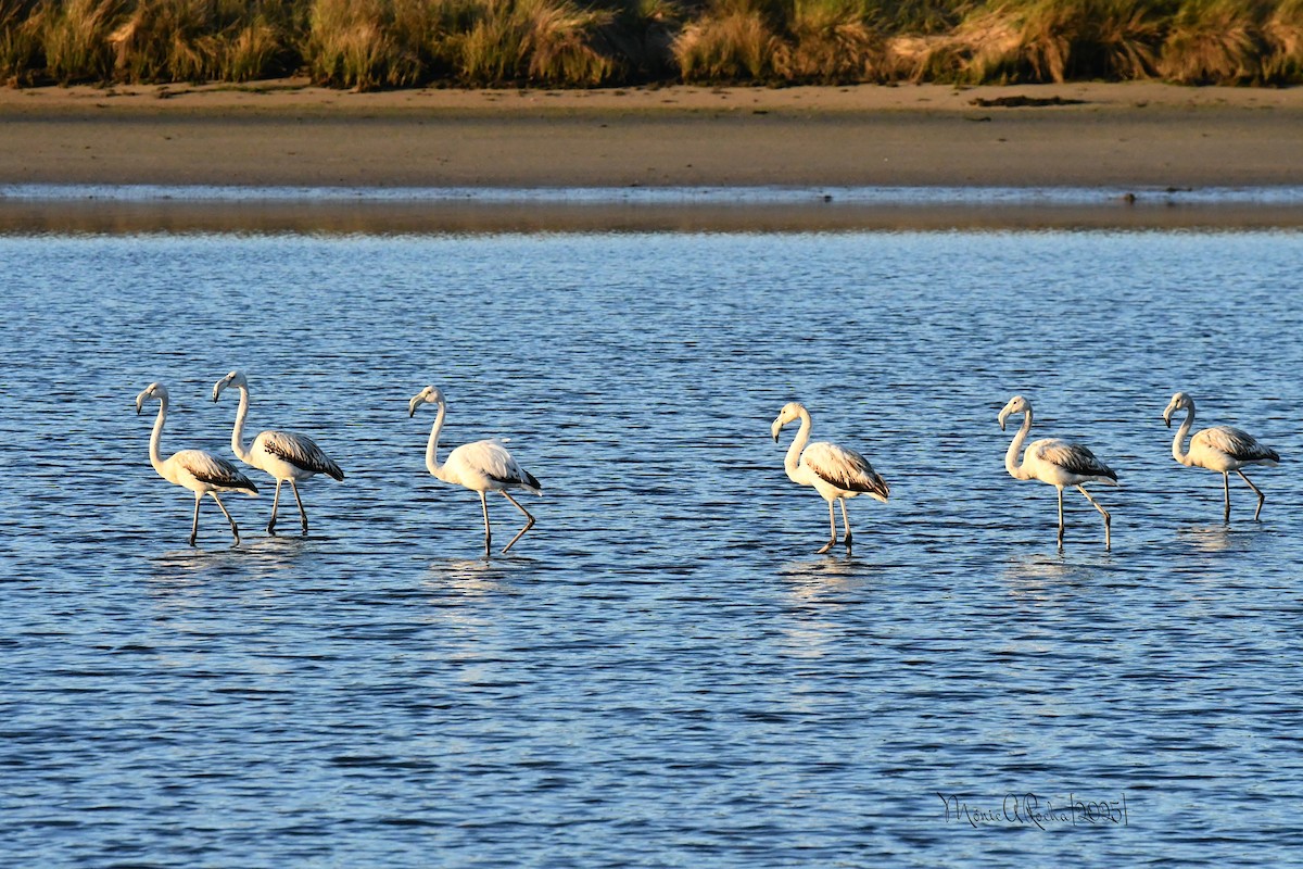 Greater Flamingo - ML646174305