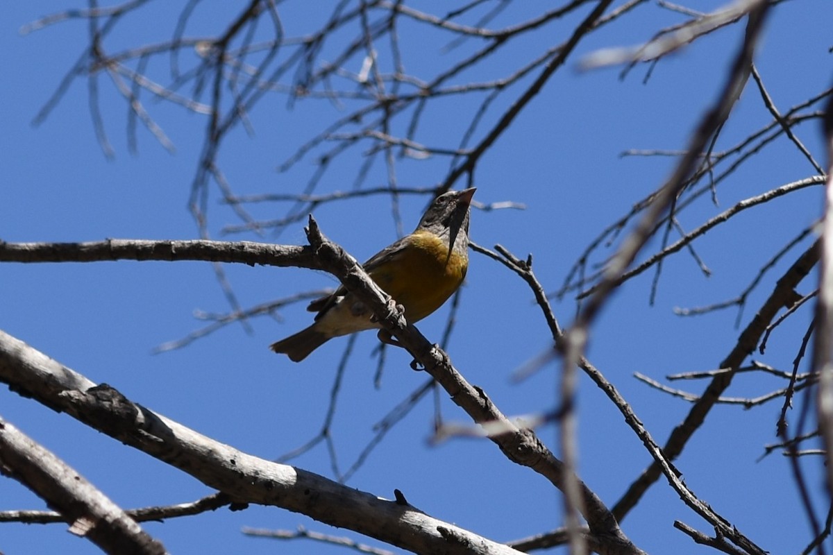 Gray-hooded Sierra Finch - ML646174309