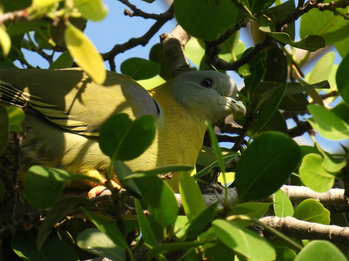 Yellow-footed Green-Pigeon - ML646174312