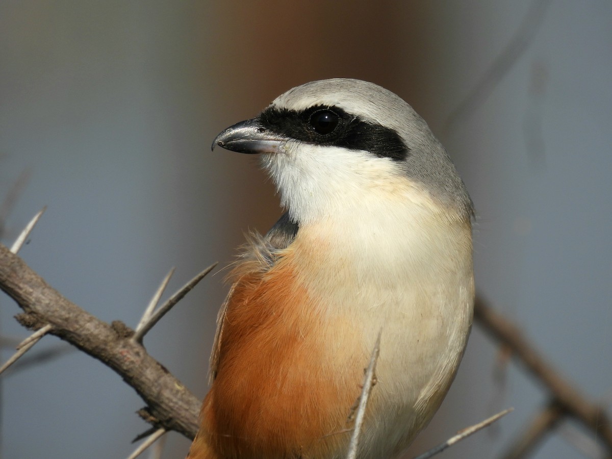 Long-tailed Shrike - ML646174318