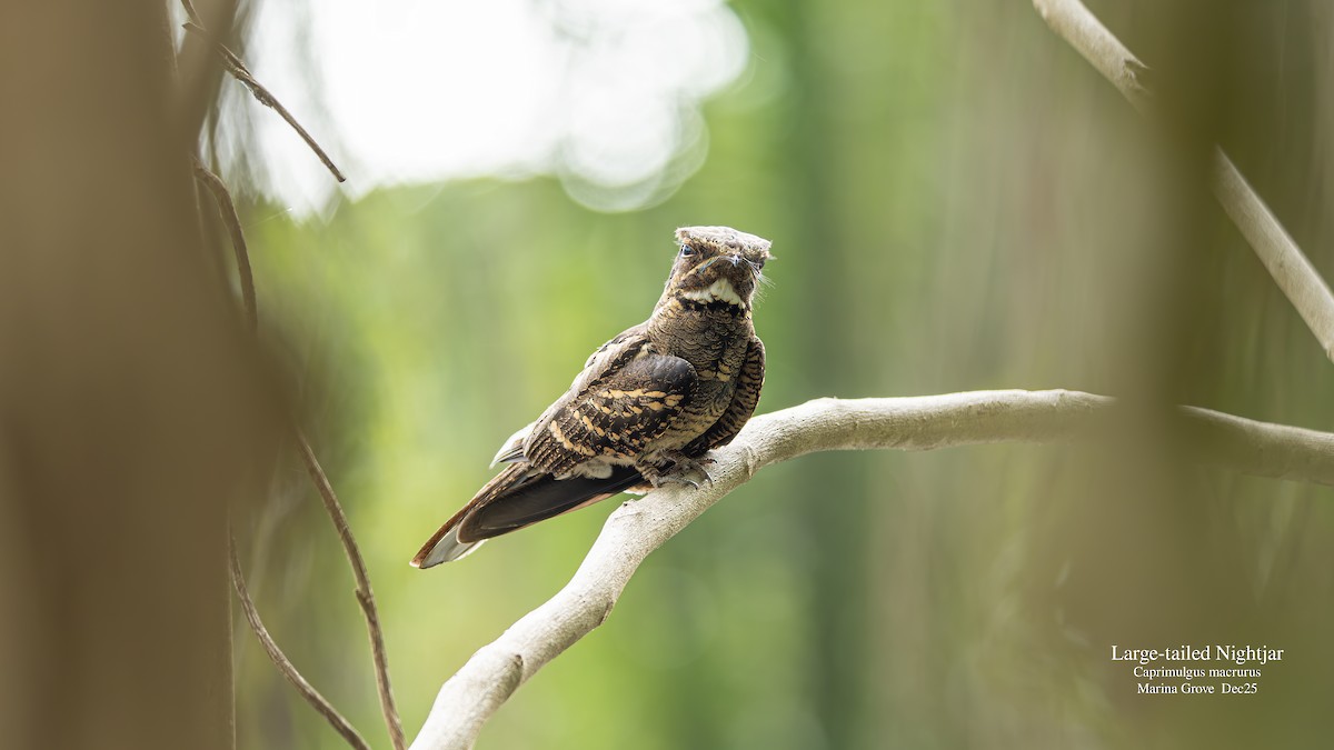 Large-tailed Nightjar - ML646174319