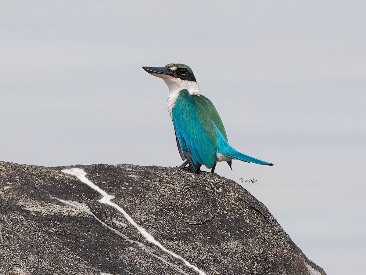 Collared Kingfisher - ML646174337