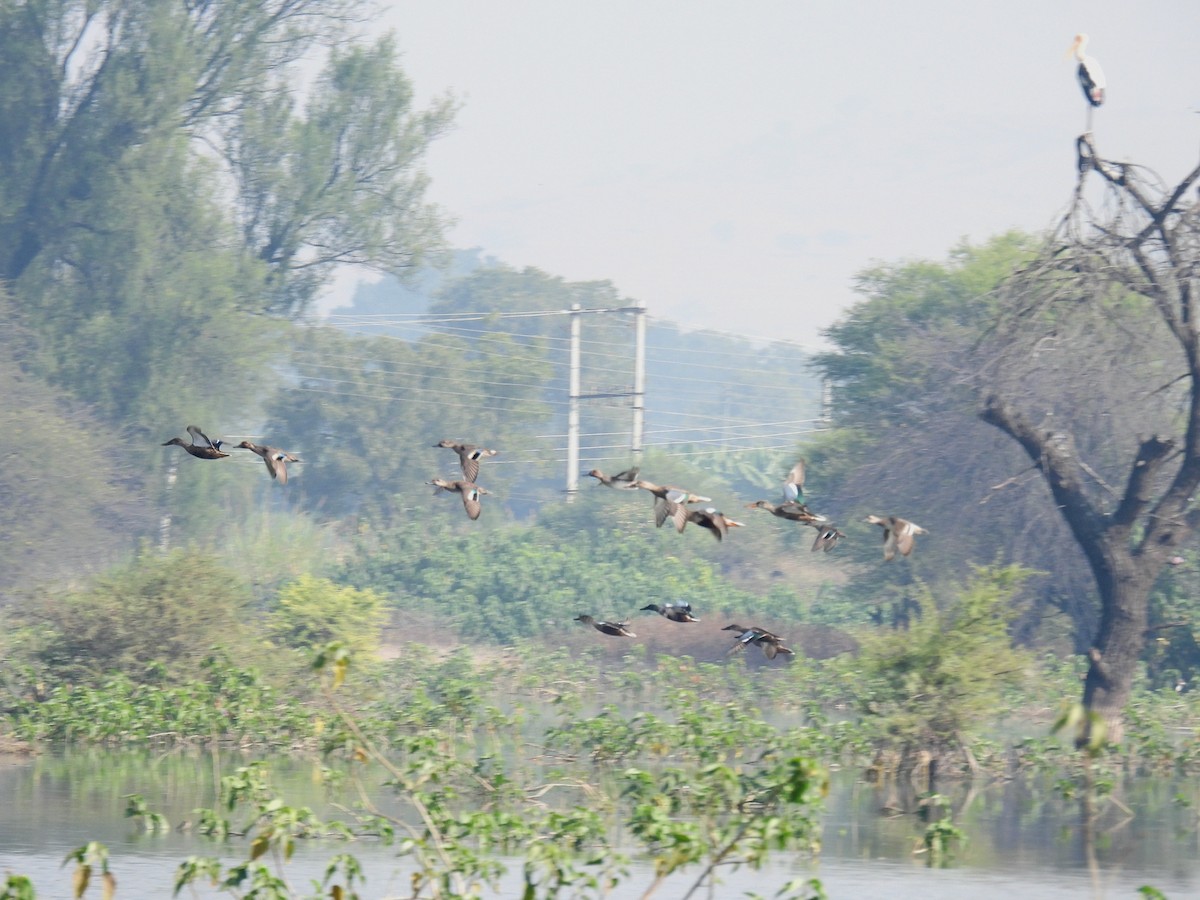 Northern Shoveler - ML646174338