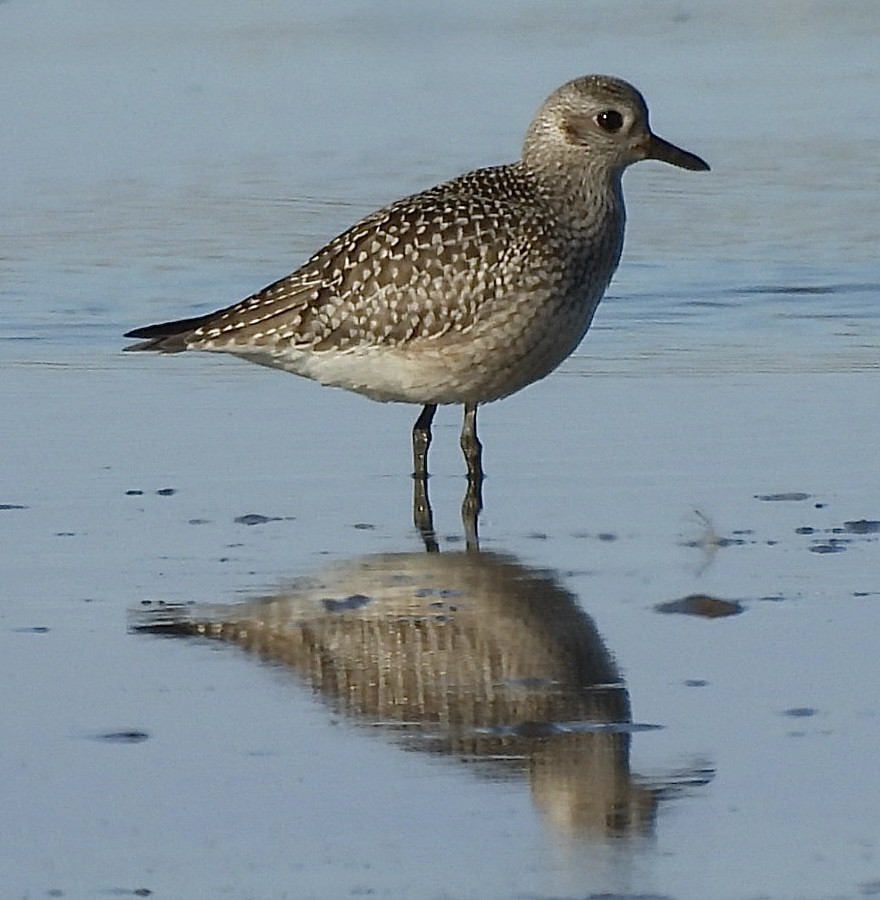 Black-bellied Plover - ML646174348