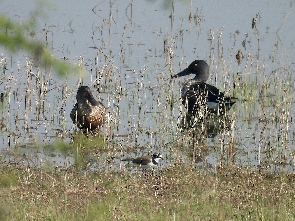 Little Ringed Plover - ML646174349