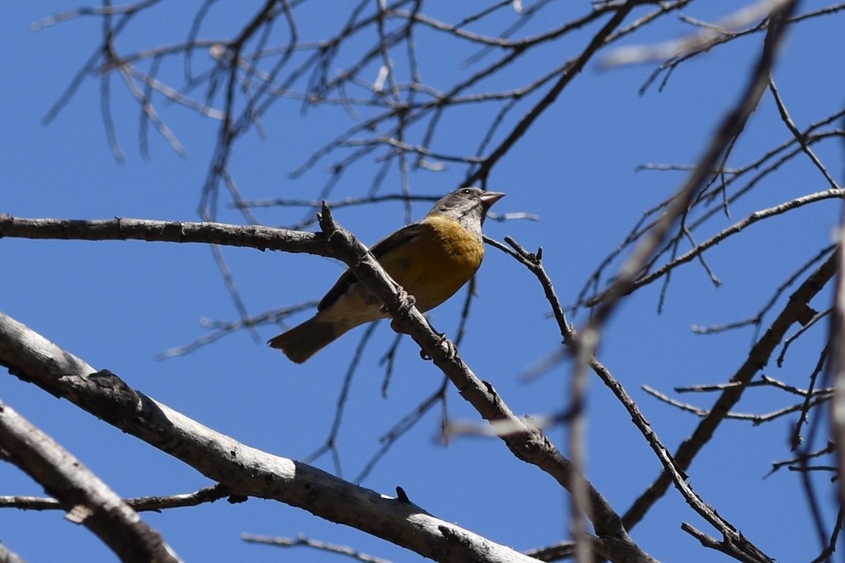 Gray-hooded Sierra Finch - ML646174350
