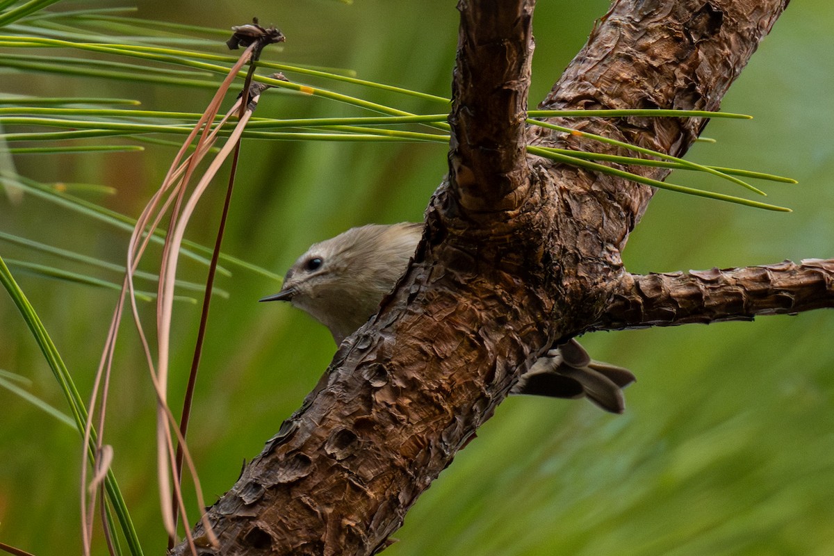 Goldcrest - ML646174352
