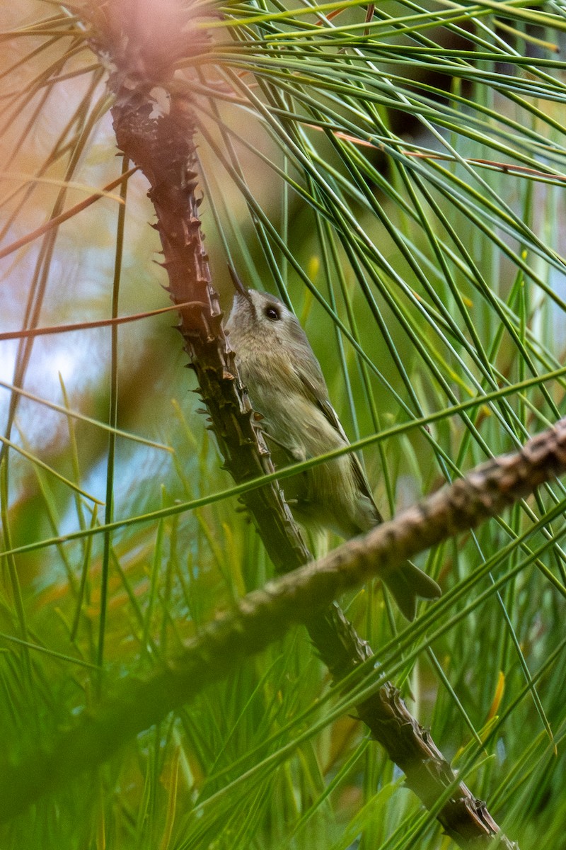 Goldcrest - ML646174353