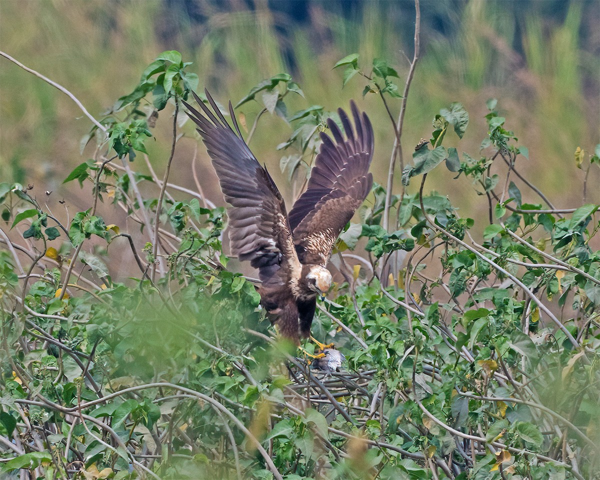 Western Marsh Harrier - ML646174357