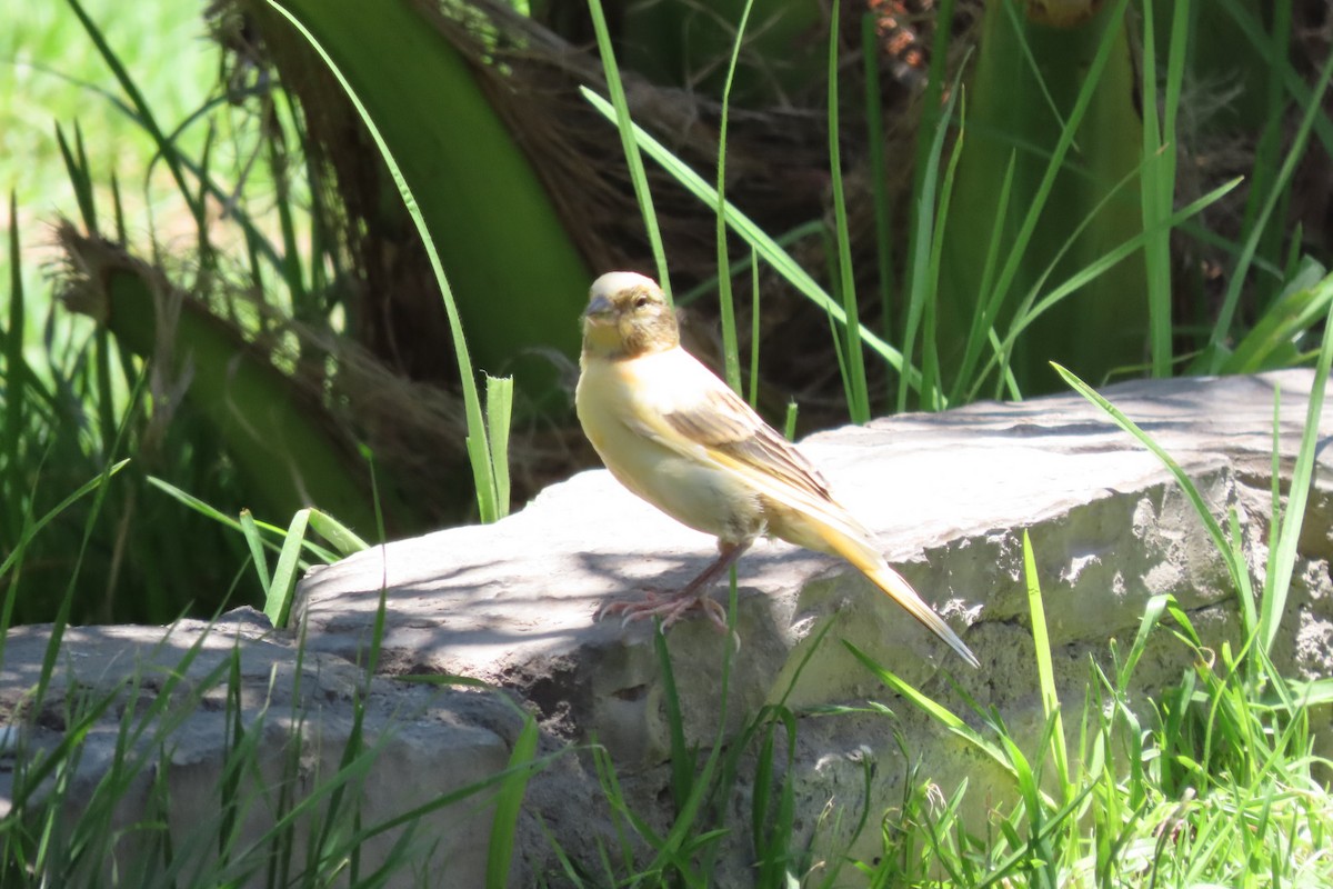 House Sparrow - ML646174360