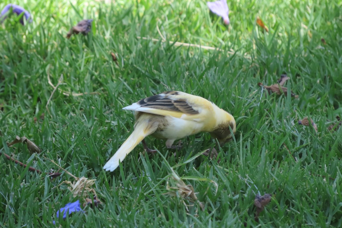 House Sparrow - ML646174361