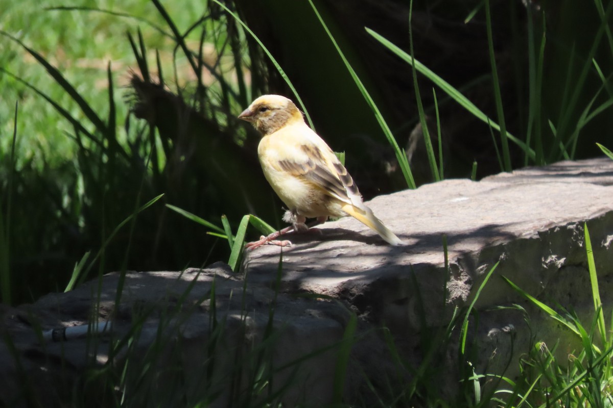 House Sparrow - ML646174362