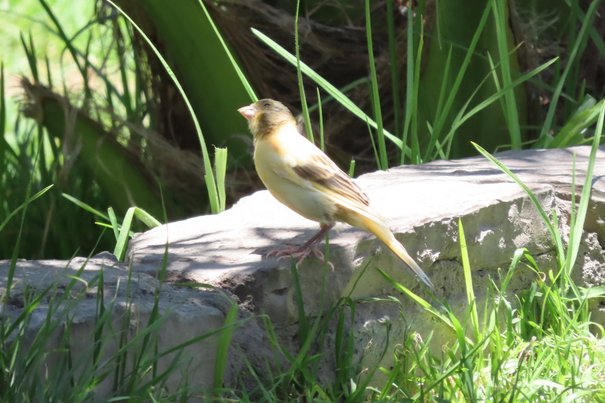 House Sparrow - ML646174363