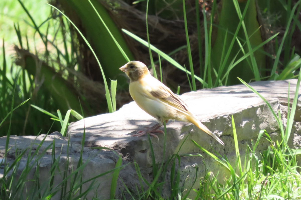 House Sparrow - ML646174364