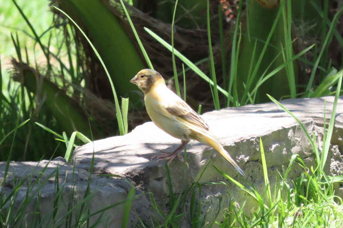 House Sparrow - ML646174365