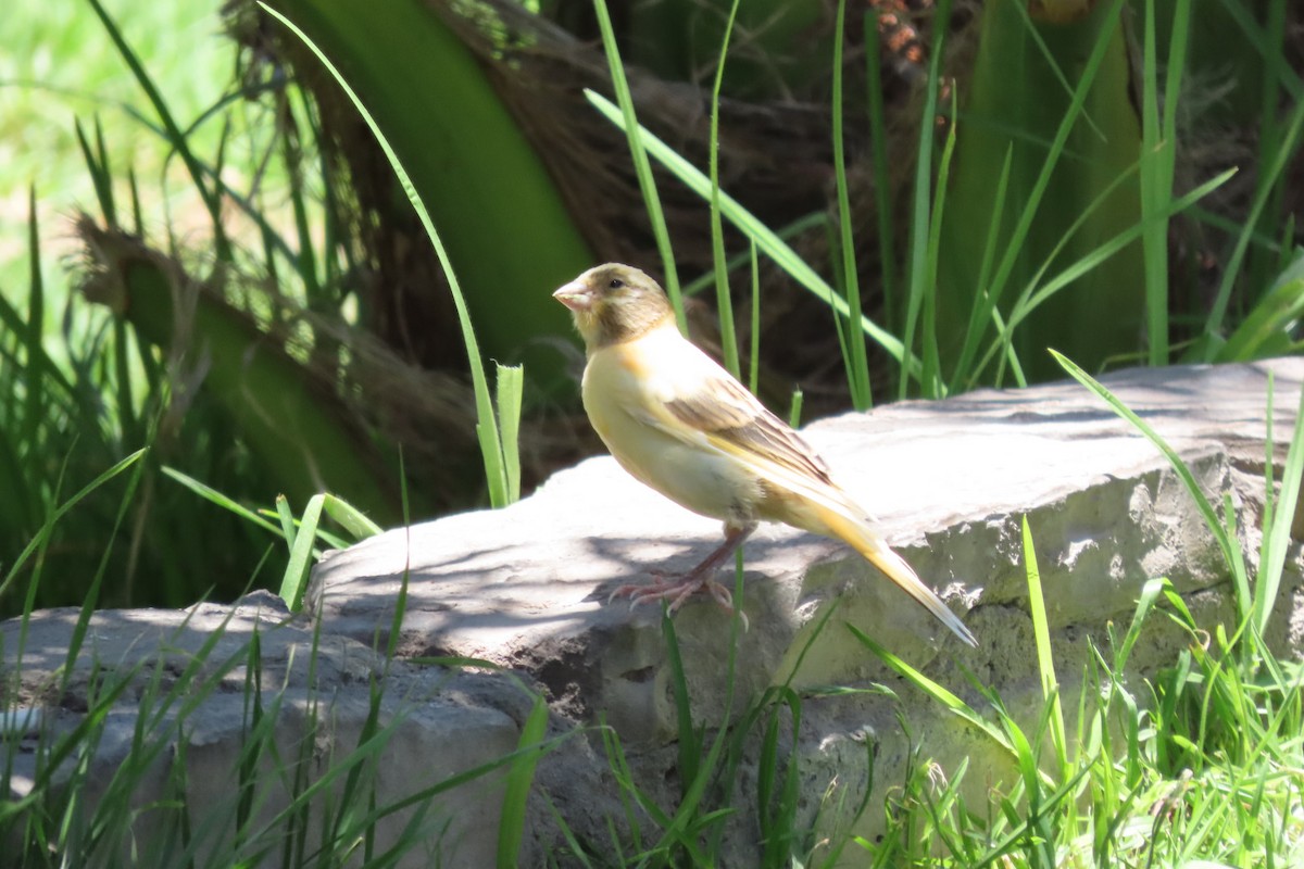 House Sparrow - ML646174366