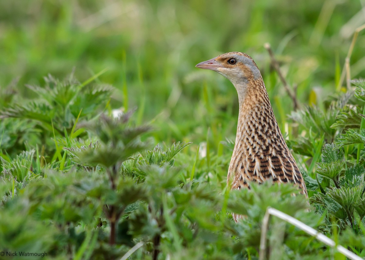 Corn Crake - ML646174367