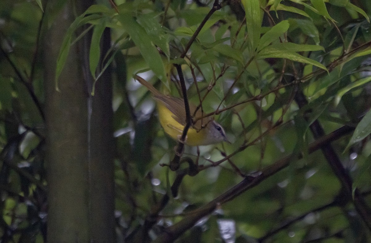 Yellow-bellied Warbler - ML646174368