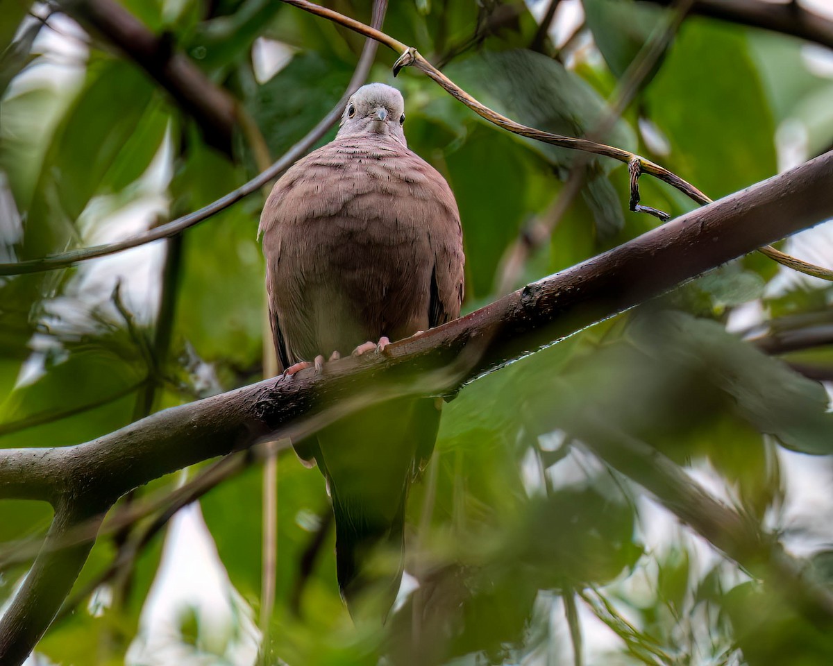 Ruddy Ground Dove - ML646174375