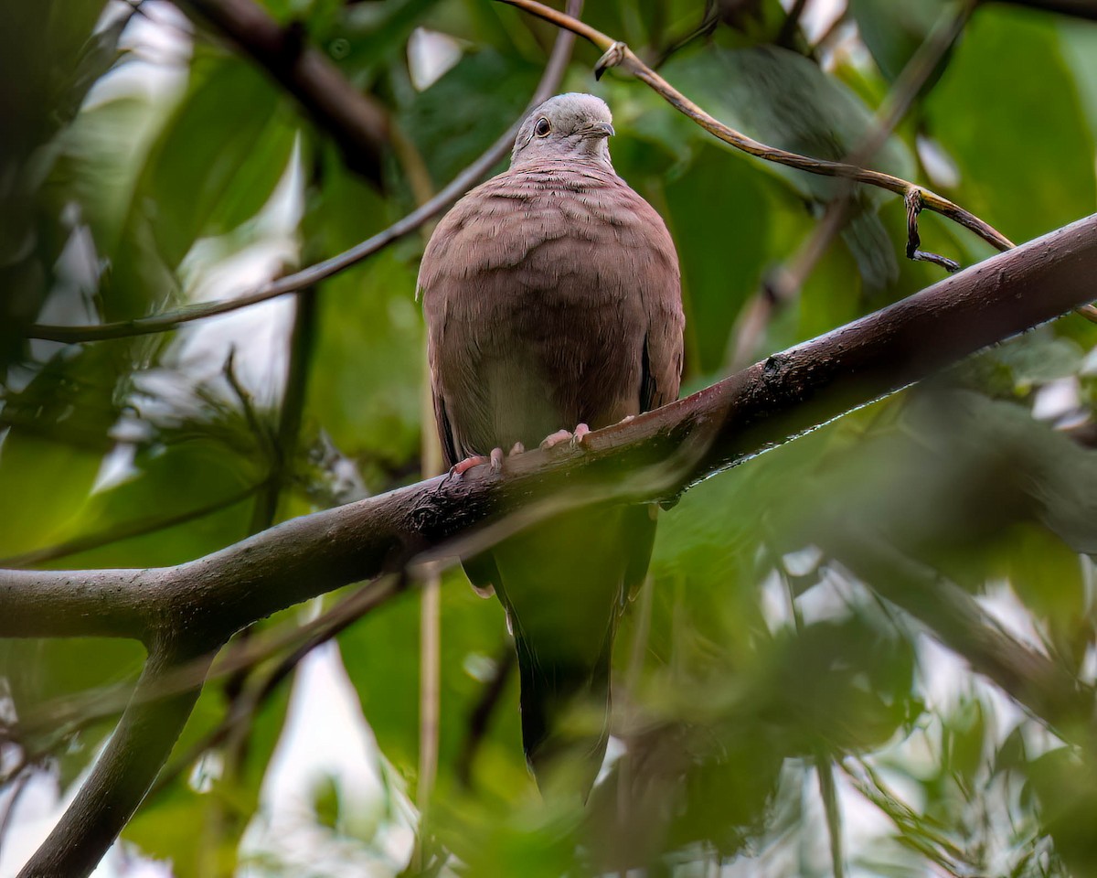 Ruddy Ground Dove - ML646174376