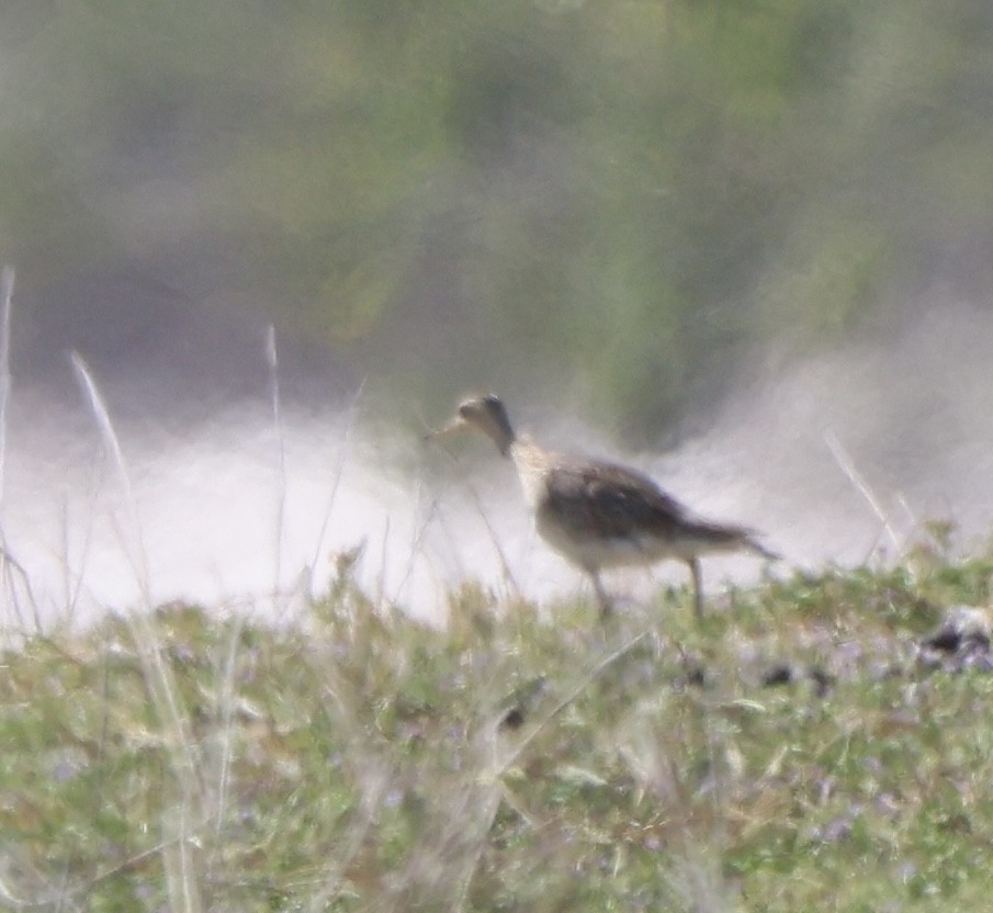 Upland Sandpiper - ML646174377