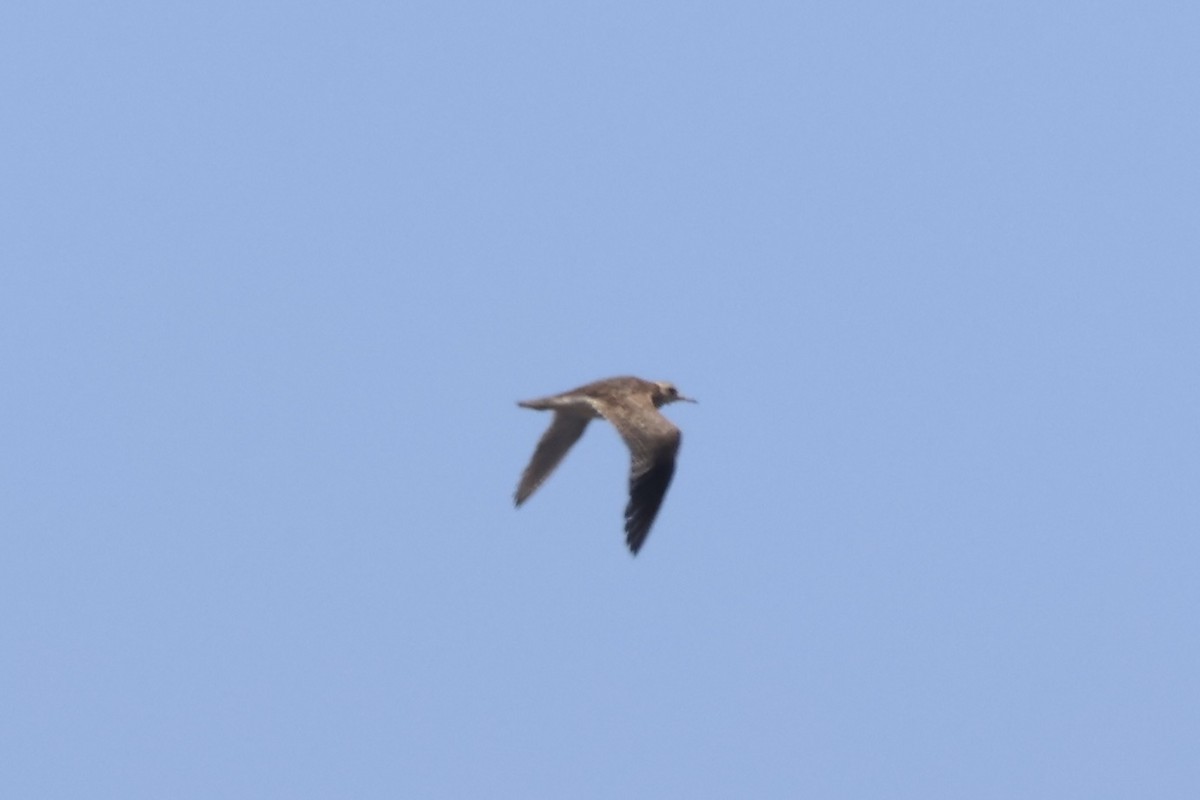 Upland Sandpiper - ML646174378