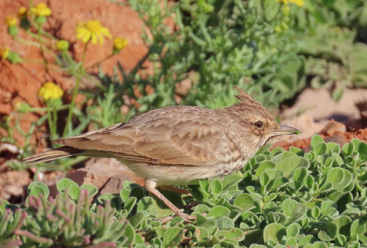 Crested Lark - ML646174379
