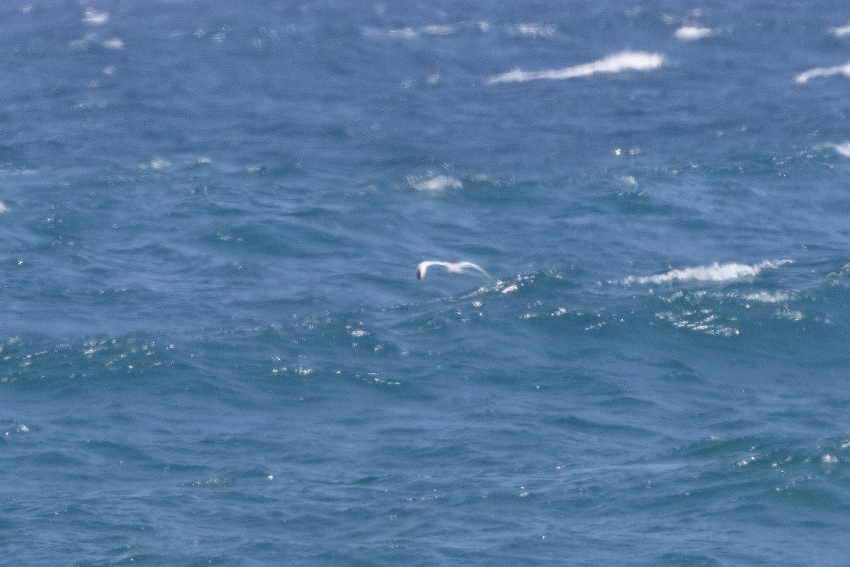 Red-billed Tropicbird - ML646174381