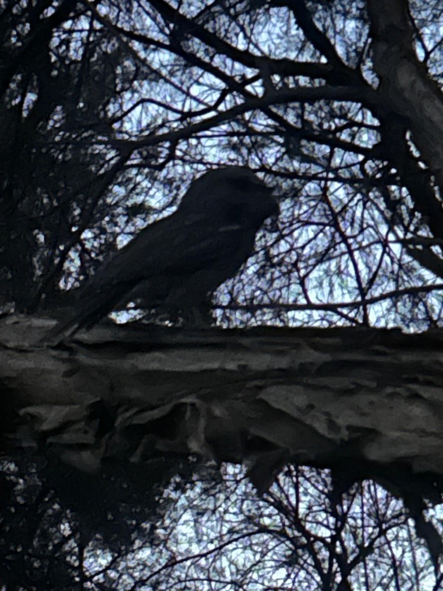 Tawny Frogmouth - ML646174382