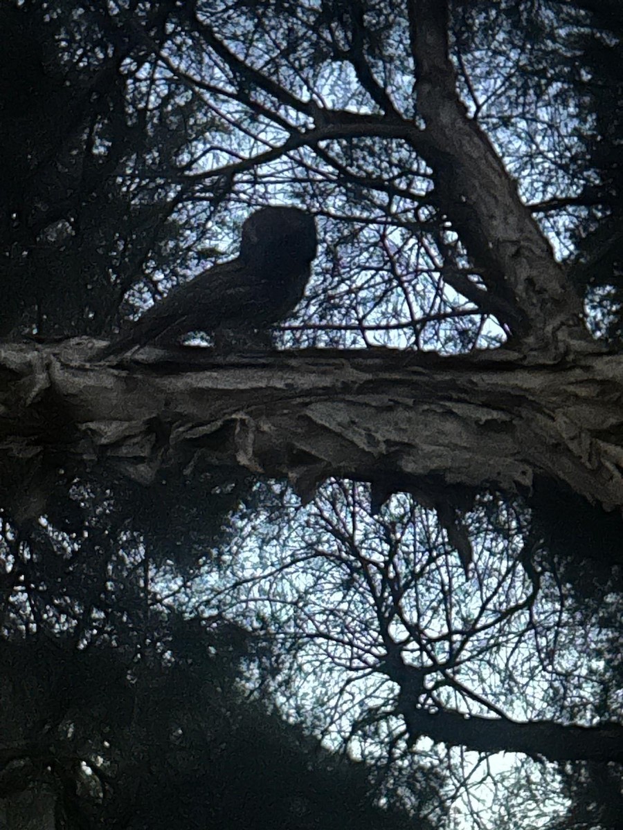 Tawny Frogmouth - ML646174383