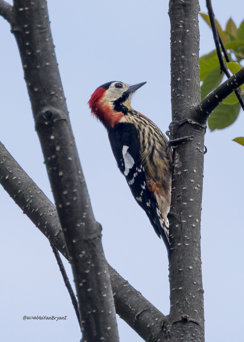 Crimson-naped Woodpecker - ML646174385