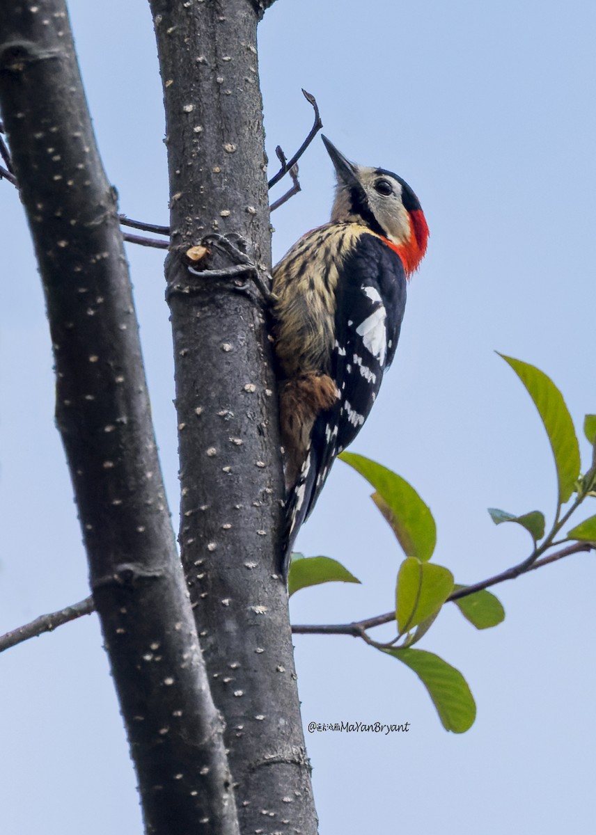 Crimson-naped Woodpecker - ML646174386