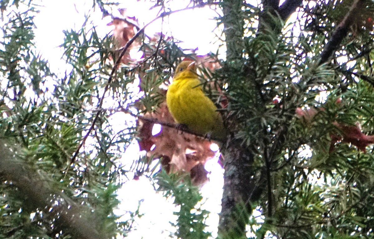 Western Tanager - ML646174387