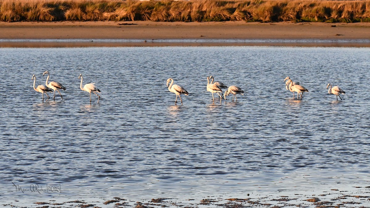 Greater Flamingo - ML646174390