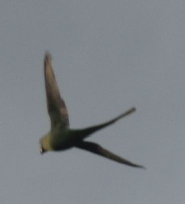 Alexandrine Parakeet - ML646174402