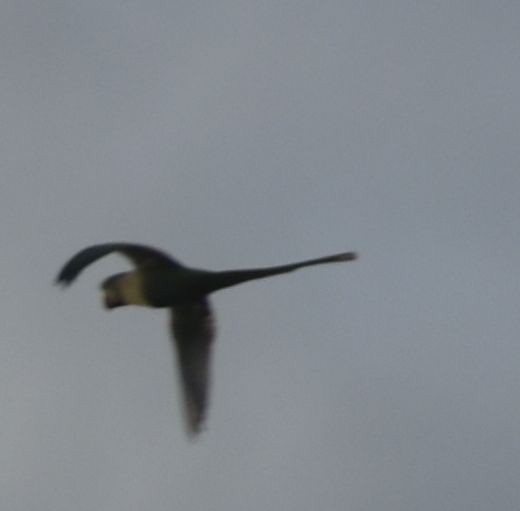 Alexandrine Parakeet - ML646174403