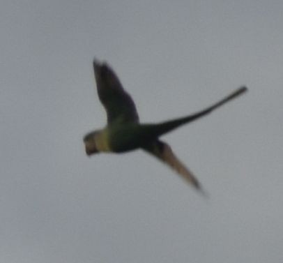 Alexandrine Parakeet - ML646174404