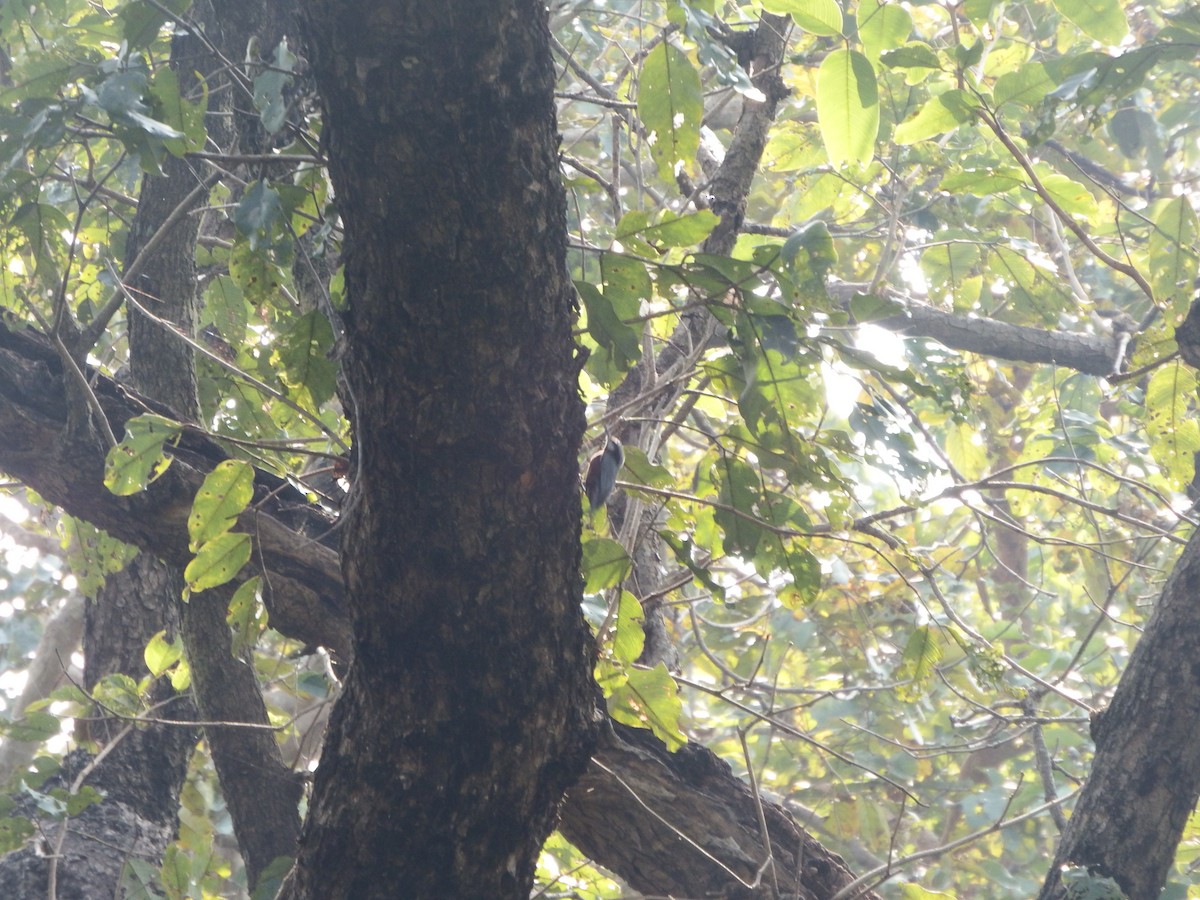 Indian Nuthatch - ML646174405