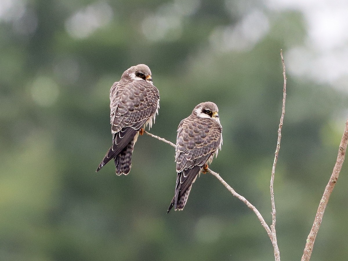 Amur Falcon - ML646174406