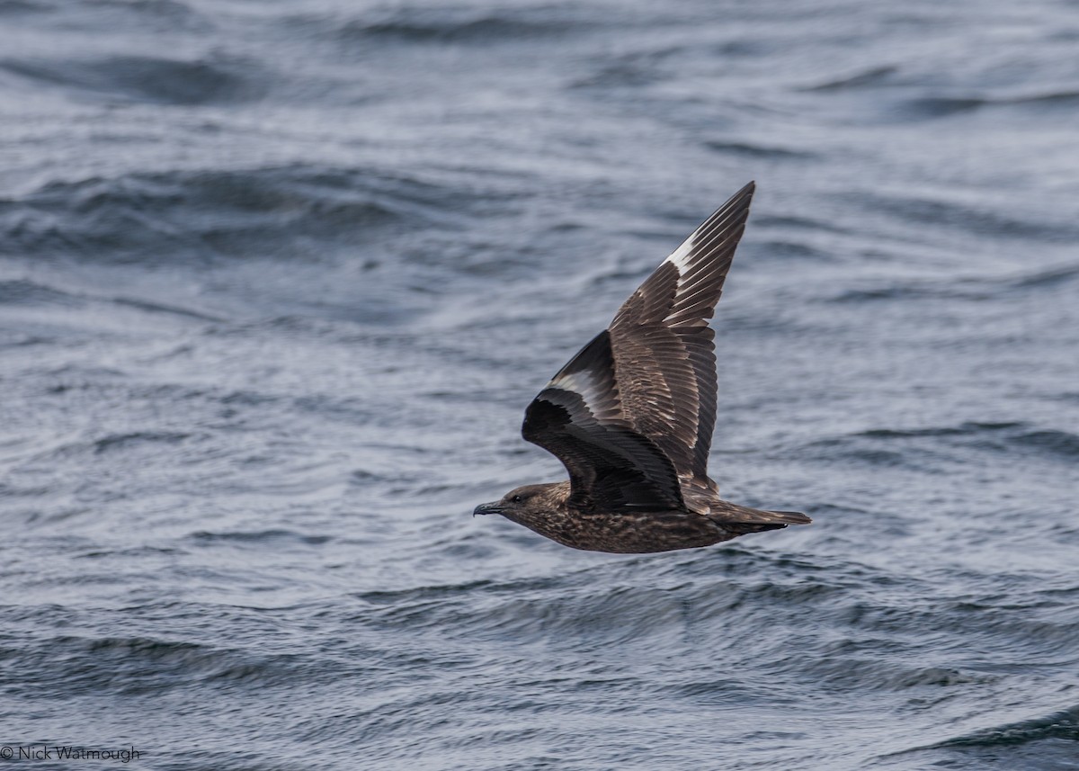 Great Skua - ML646174415