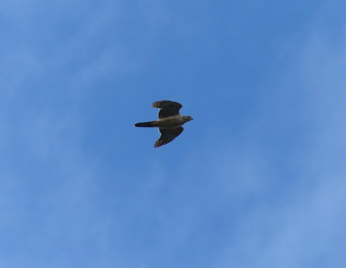 蒼鷹 - ML646174418