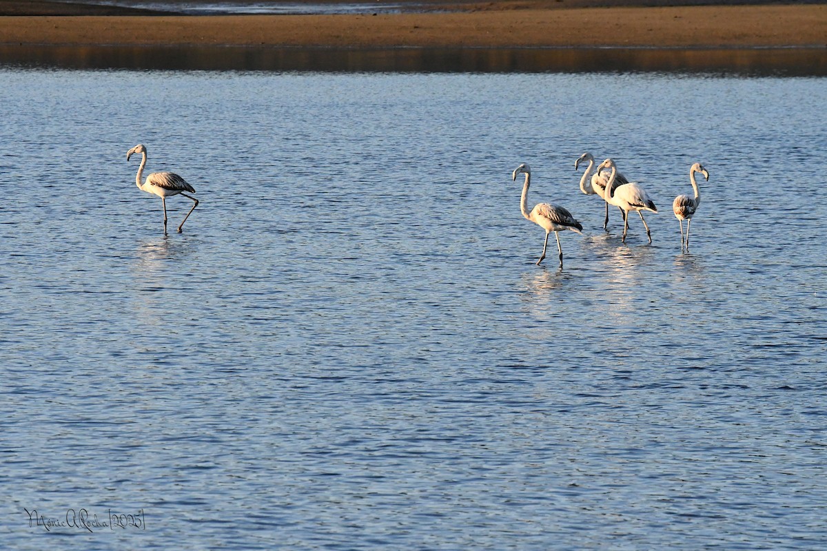 Greater Flamingo - ML646174419