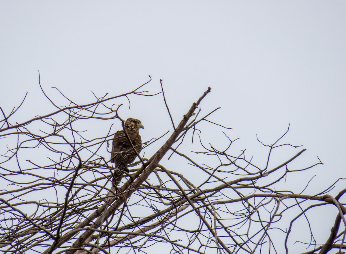 Yellow-headed Caracara - ML646174423