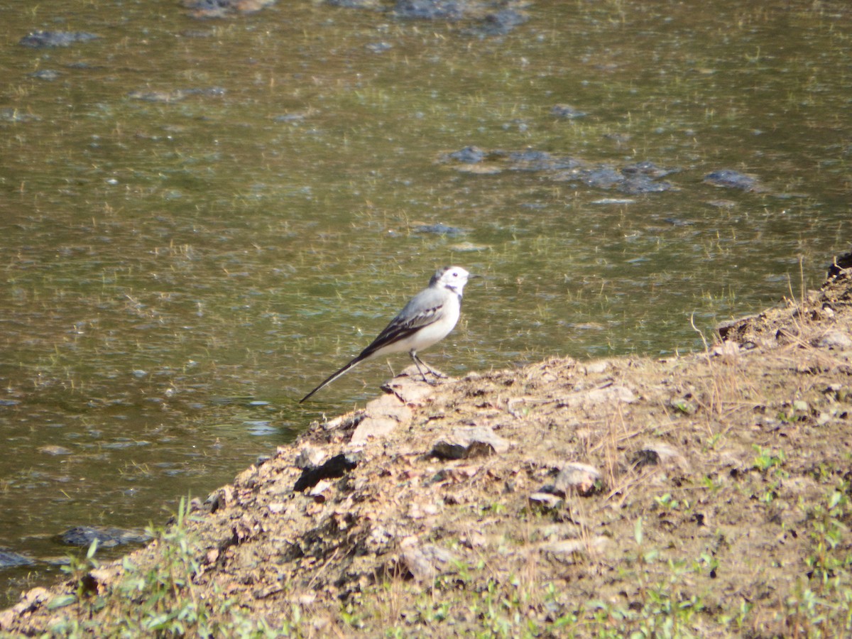 White Wagtail - ML646174426