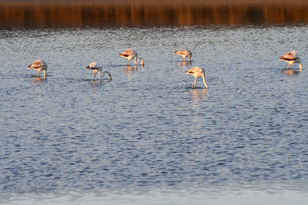Greater Flamingo - ML646174431
