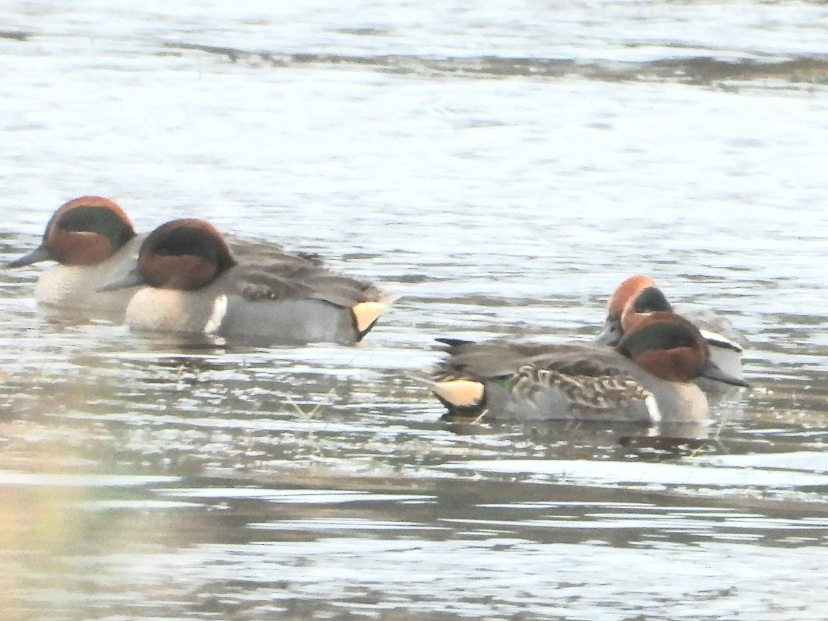 Green-winged Teal (American) - ML646174444