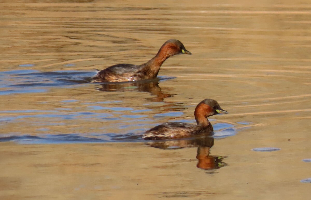 dvergdykker - ML646174446